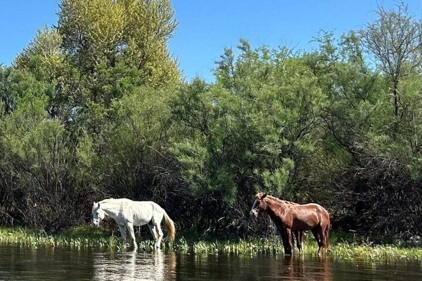 Lower Salt River Guided Kayak Tours 2