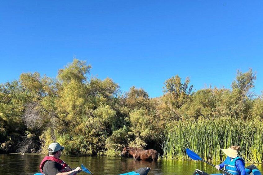 Lower Salt River Guided Kayak Tours 1