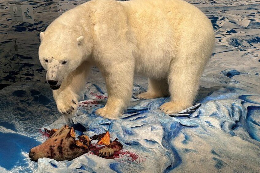 A polar bear on a snowy surface with a carcass. 4