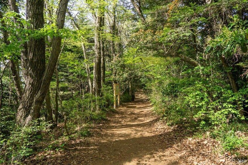 A forested dirt path surrounded by trees and underbrush. 5
