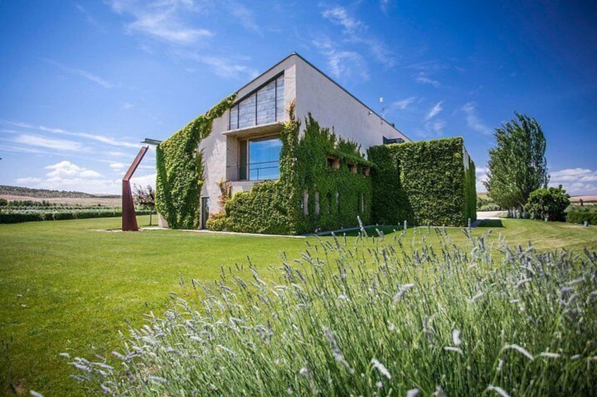 Oleotourism Navarre. Private tour and tasting Eco-friendly EVOO Artajo 5