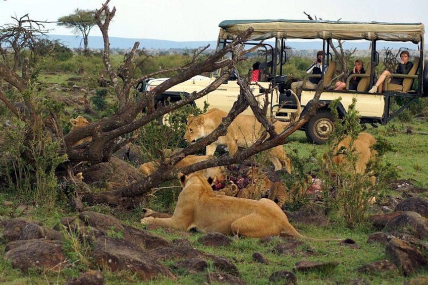 Een safarivoertuig, een leeuwin en een savannelandschap. 2