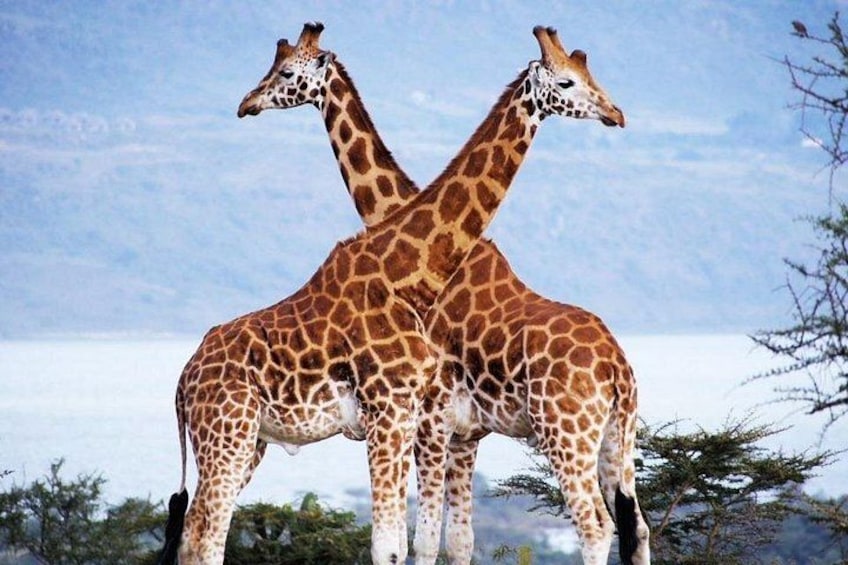 Twee giraffen staan dicht bij elkaar, met een heldere lucht en enkele bomen op de achtergrond. 5