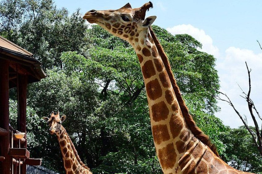 Twee giraffen in een dierentuinverblijf met bomen en een houten constructie op de achtergrond. 4