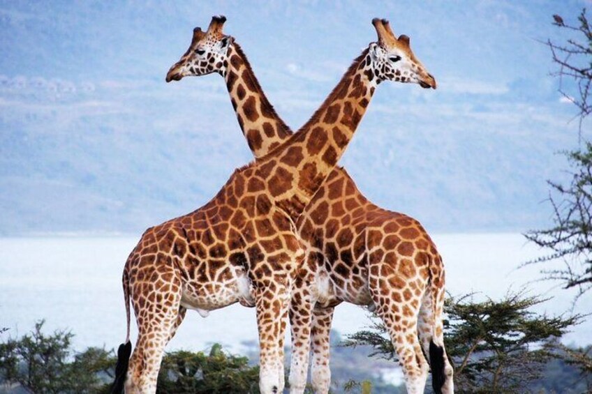 Day tour to Giraffe Center and Karen Blixen Museum 4