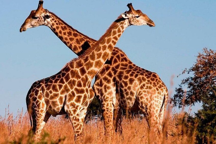 Twee giraffen staan in een veld met hoog gras en bomen op de achtergrond. 3