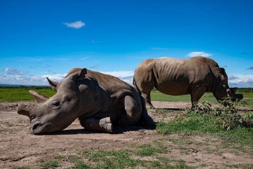 Deux rhinocéros sont allongés sur le sol, dans un champ d’herbe, avec un ciel bleu dégagé en arrière-plan. 3