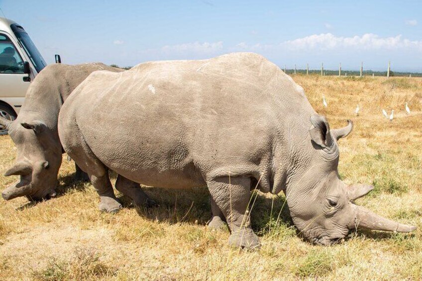 Deux rhinocéros broutent dans un champ d’herbes sèches, avec une clôture et une voiture en arrière-plan. 1