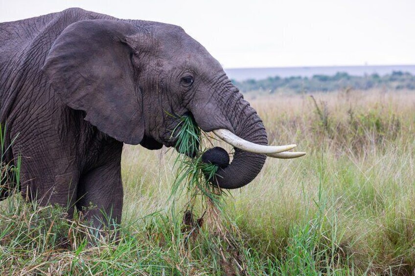 Un éléphant aux grandes défenses qui mange de l’herbe dans un champ herbeux. 4