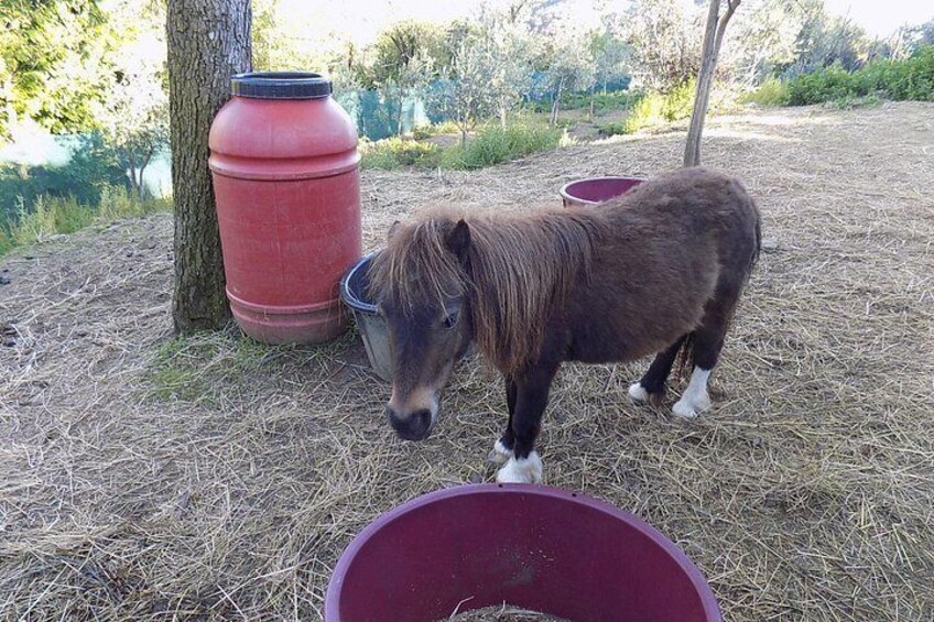 A pony standing on straw with red barrels and a red bowl nearby. 2