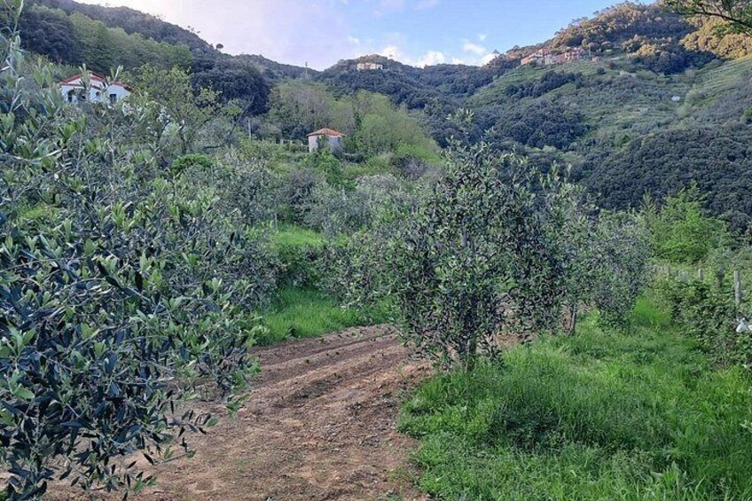 A rural landscape with olive trees, a dirt path, and houses on a hillside. 3