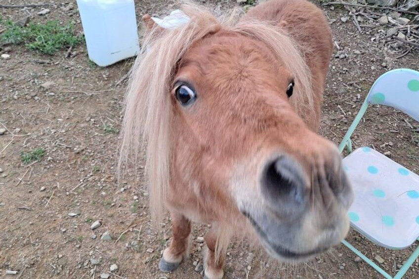 Our cute pony Maffi 5