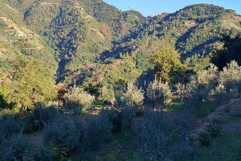 Ett bergigt landskap med tät vegetation och en klar himmel. 2