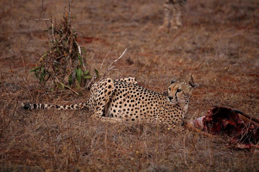 A cheetah lying on dry grass near a small bush. 4