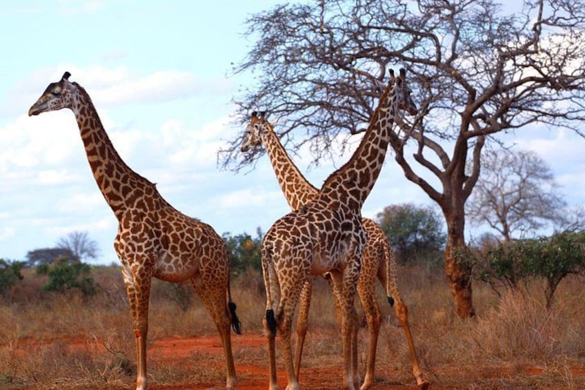 Three giraffes standing in a savannah with sparse trees and dry grass. 1