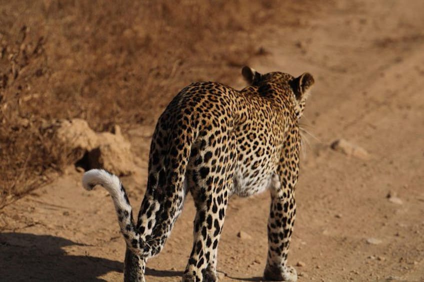 A leopard walking on a dirt path. 2