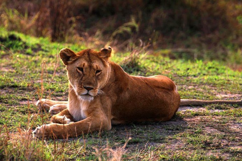 A lion lying on grass. 3