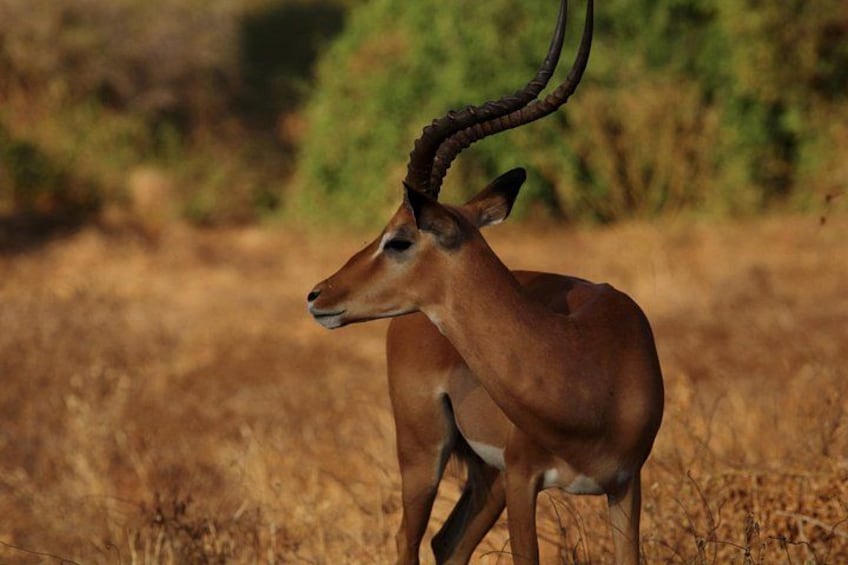 A deer with large antlers in a dry grassland with sparse trees. 5