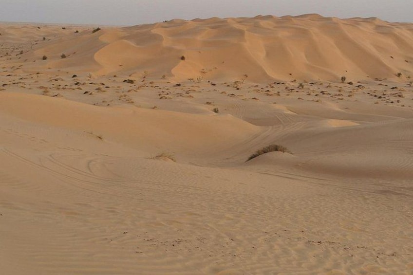 Et ørkenlandskab med sanddyner og sparsom vegetation. 3