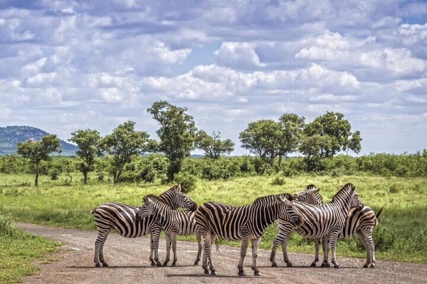 Zebras standing on a dirt road in a grassy field with trees and a cloudy sky in the background. 5