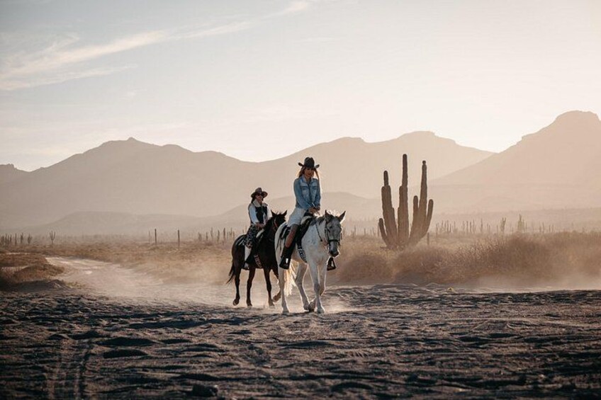 Beach and Desert Scenic Horseback Ride in Baja California Sur 4