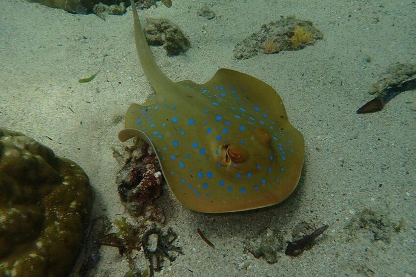 Discover Scuba Diving in Mombasa 5