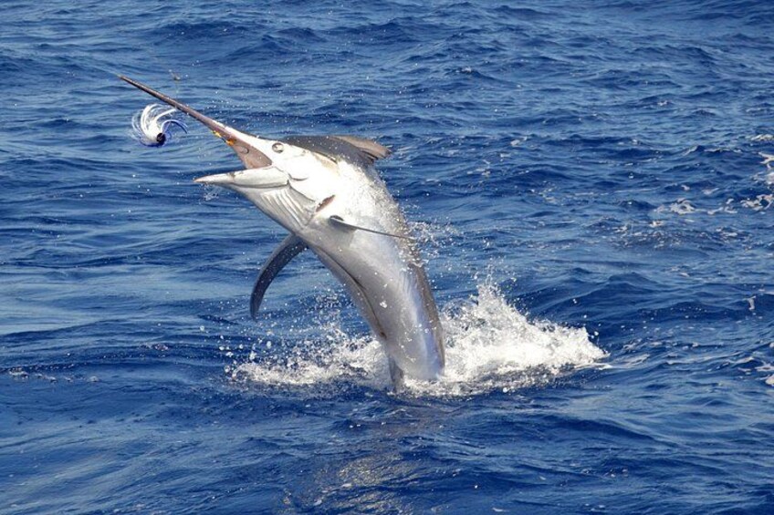 Private Grand Baie Mauritius Fishing Experience Tour 4
