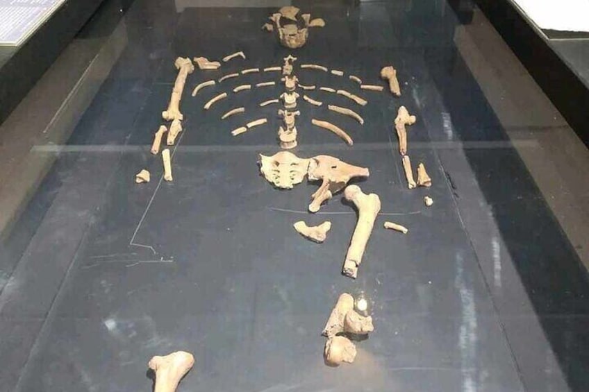 Una exhibición esquelética en un museo. 5