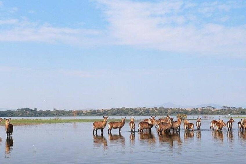 Un groupe de cerfs se tient dans une étendue d’eau, avec un ciel dégagé en arrière-plan. 4