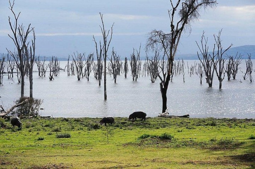 Un paysage inondé, parsemé d’arbres morts et d’une zone herbeuse. 2