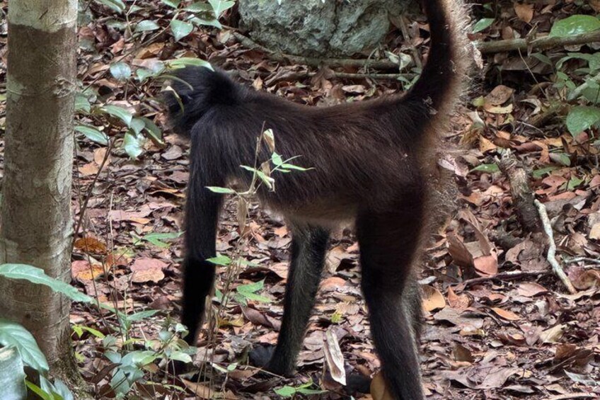 Un gato negro en un área boscosa, con suelo cubierto de hojas y árboles. 2