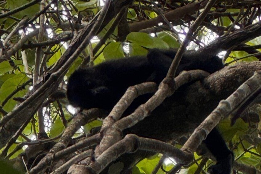 Un animal negro descansando en una intrincada estructura de ramas. 3