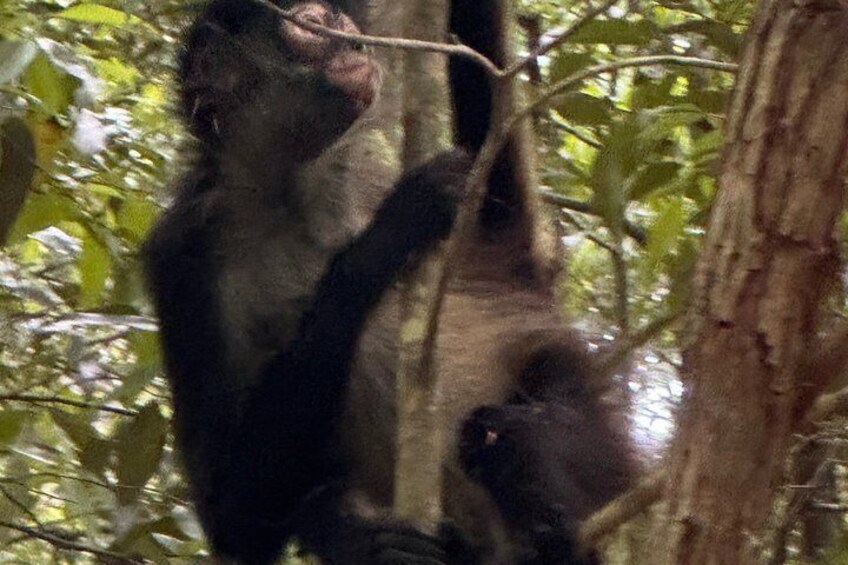 Un mono trepando un árbol en un área boscosa. 5
