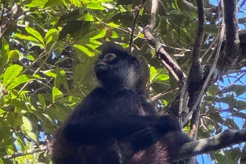 Spider Monkey 1