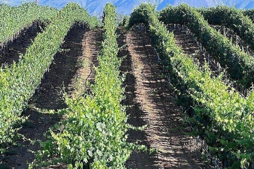 Private Temecula Wine Tour from Encinitas 3