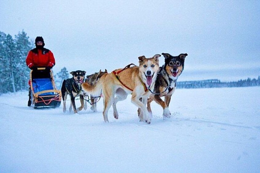 Una persona con una chaqueta roja jala un trineo mientras cuatro perros corren sobre la nieve. 1