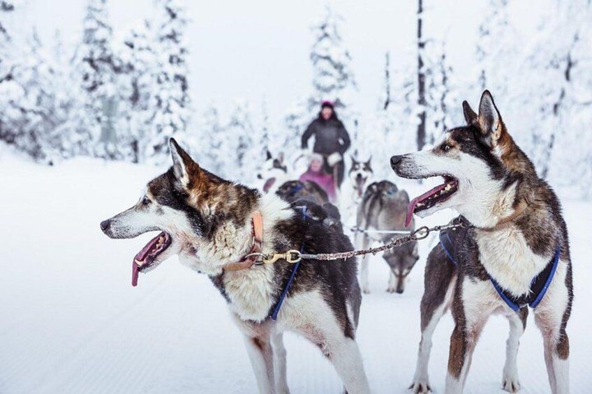 Dos huskies tiran de un trineo en un bosque nevado. 5