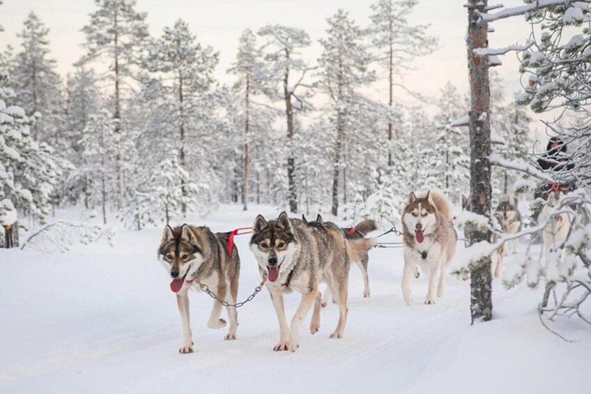 Un grupo de perros husky jala un trineo a través de un bosque nevado. 2
