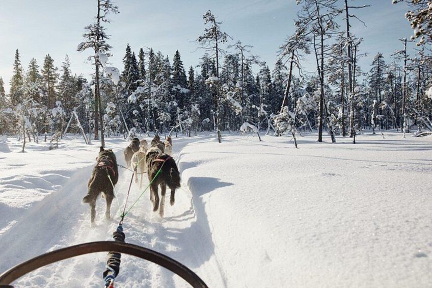 Un grupo de perros de trineo tirando un trineo por un bosque nevado. 4