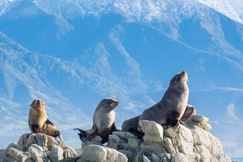 Three seals on a rocky outcrop with a mountainous backdrop. 2