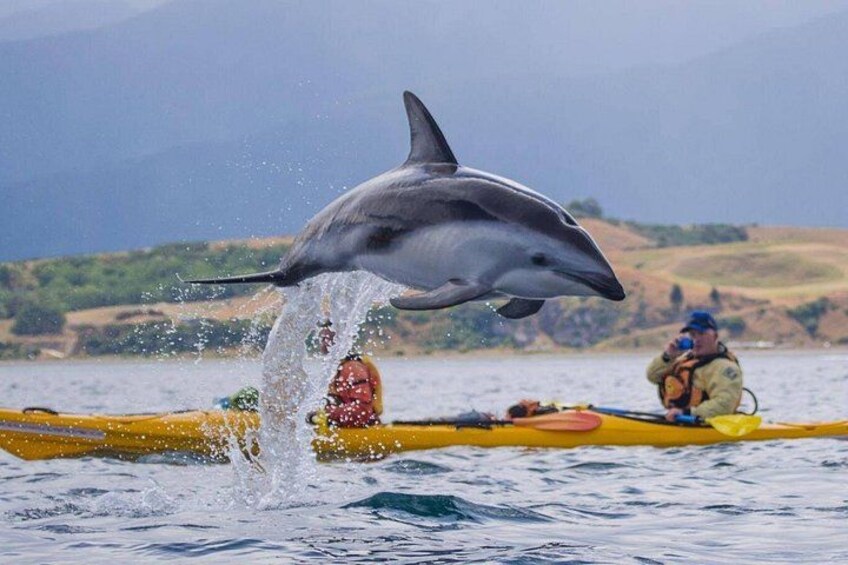A dolphin leaping out of the water, a yellow kayak, and a person in a red life jacket. 1