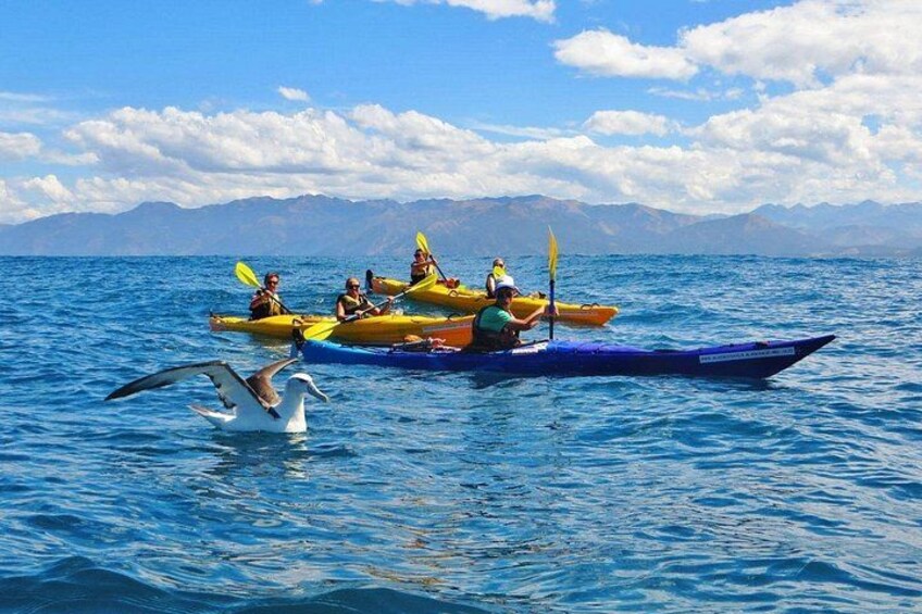 Kaikoura Kayaking Adventure Small Group Tour from Christchurch 2