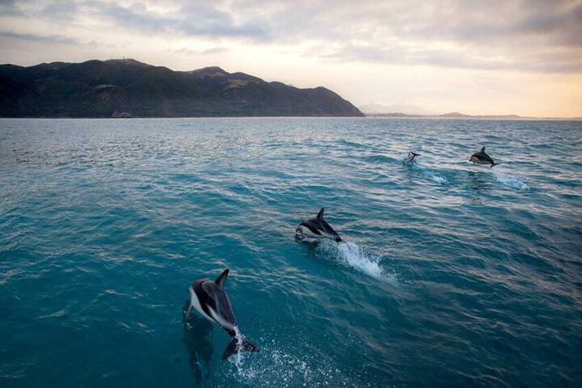 Kaikoura Kayaking Adventure Small Group Tour from Christchurch 2