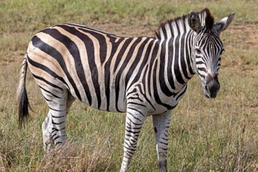 A zebra standing in a grassy field. 2