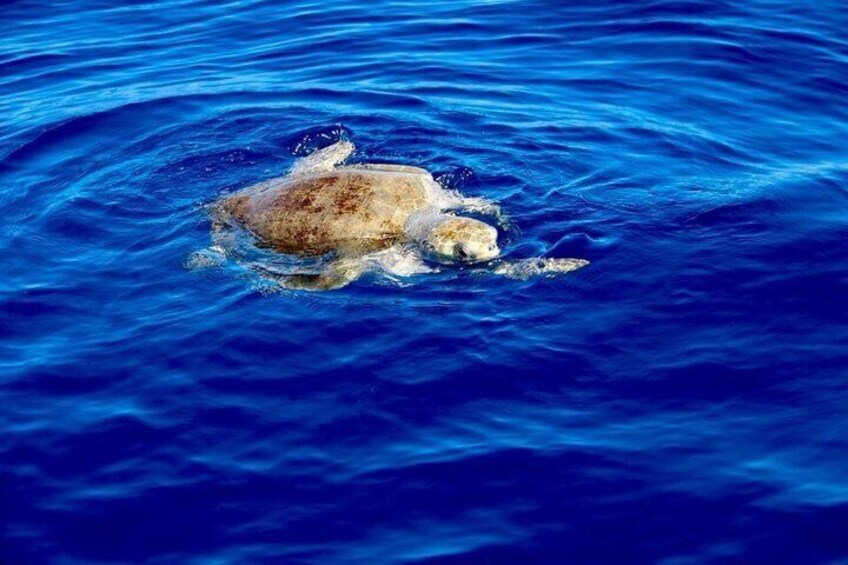 Kayak and Snorkeling Tour in Manuel Antonio 2