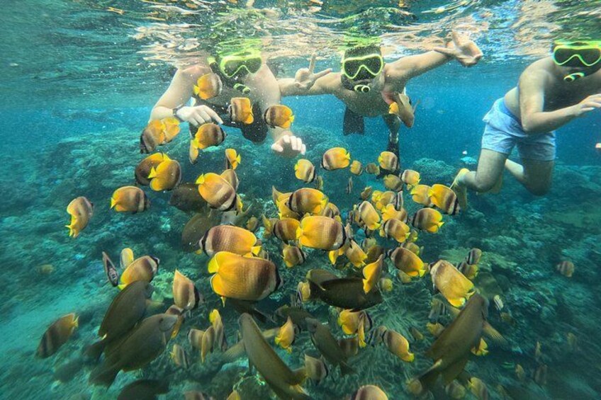 People snorkeling with a school of fish. 3