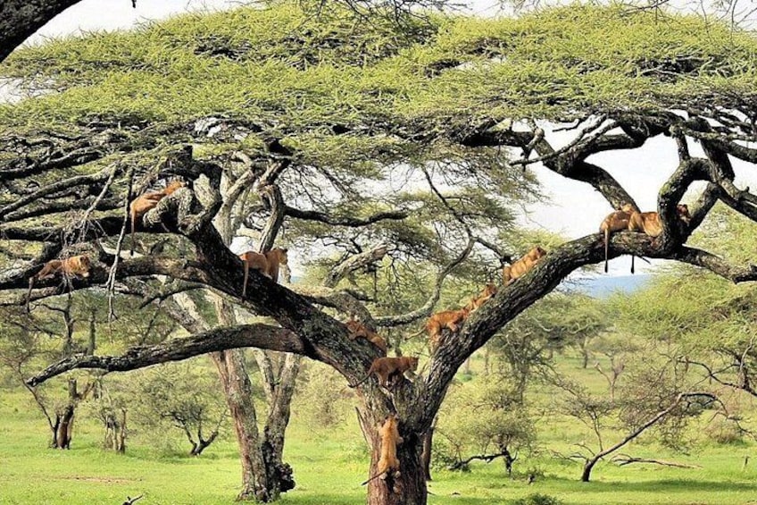 A tree with multiple animals, including lions, in a grassy savannah landscape. 4