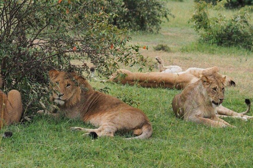 8 Days Masai Mara Lake Manyara, Ngorongoro and Serengeti Safari 3