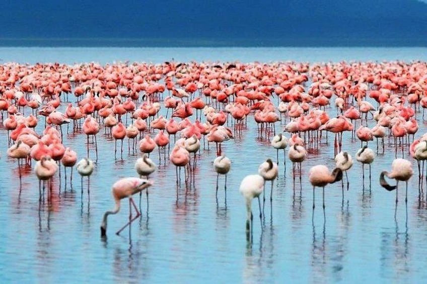 A large flock of flamingos standing in shallow water. 5