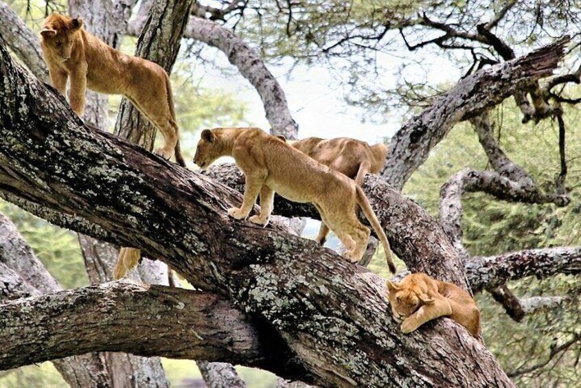 8 Days Masai Mara Lake Manyara, Ngorongoro and Serengeti Safari 2